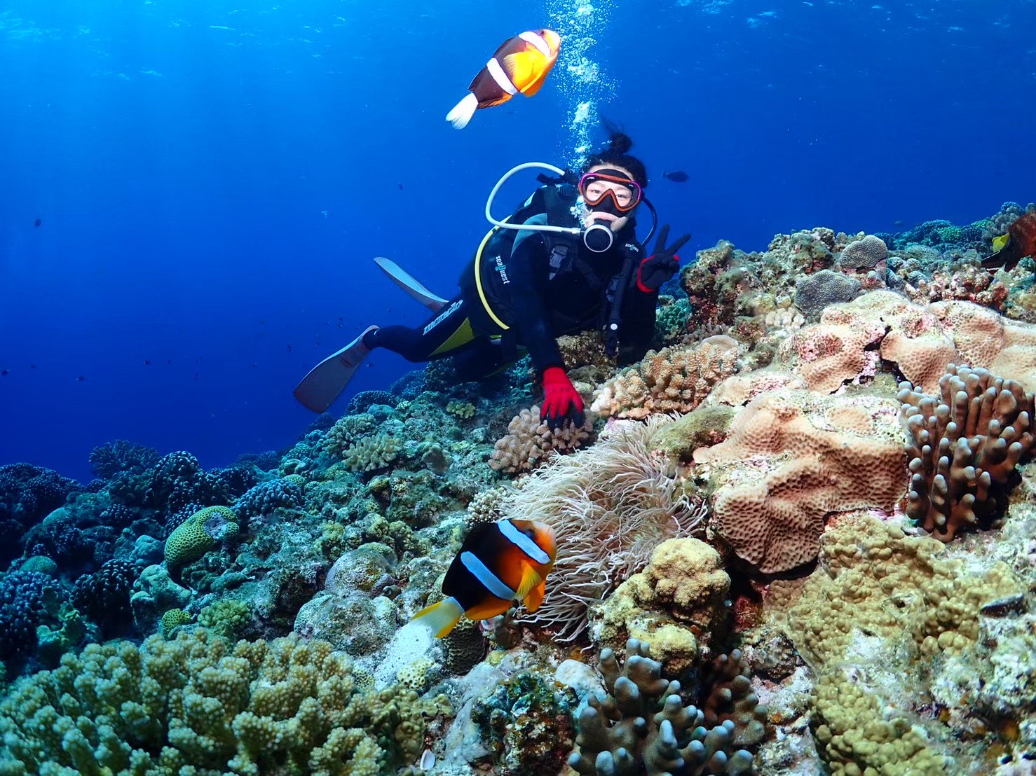 沖縄の海 サンゴ クマノミ ダイバー